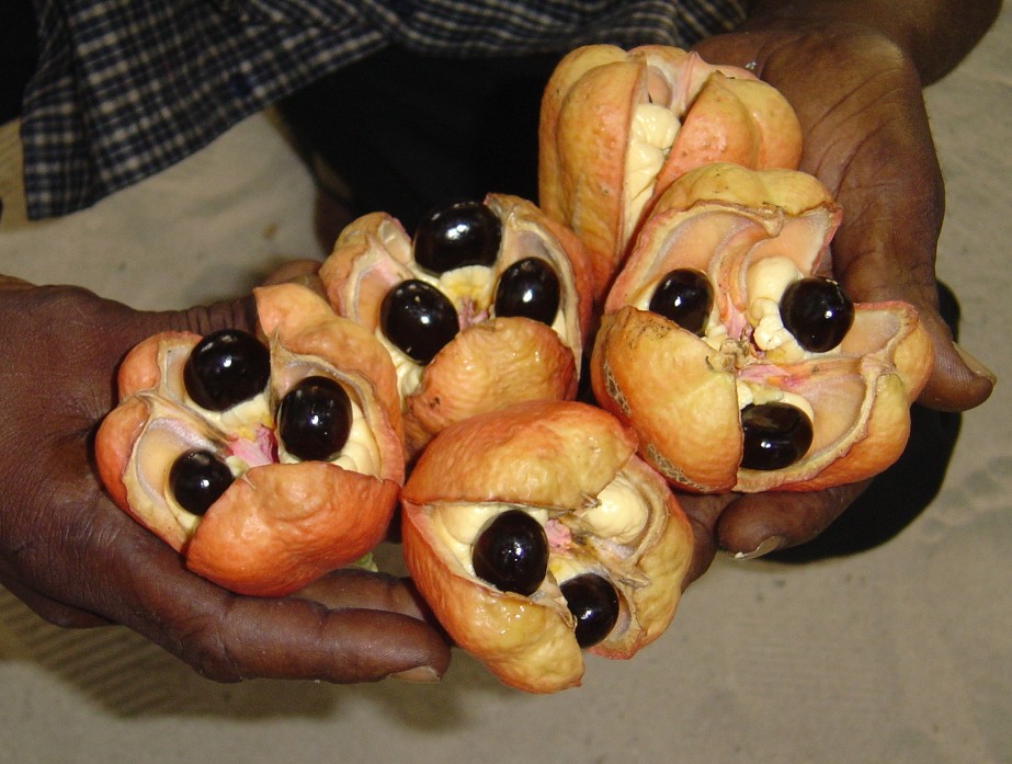 Jamaican Apple Fruit