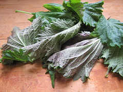 shiso