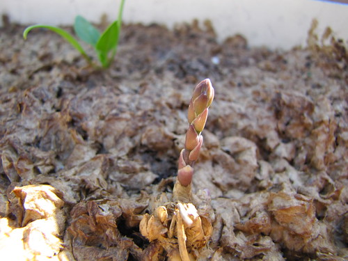 a purple asparagus just pops out