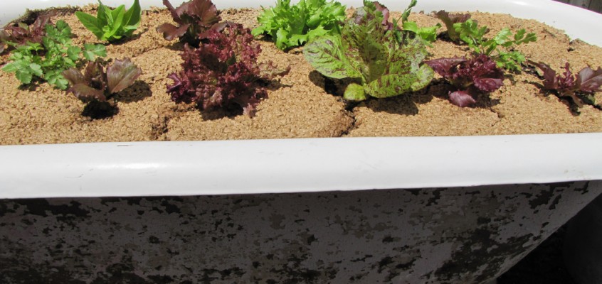 Reason For Not Eating Out #42: Because You Can Grow Your Own Food