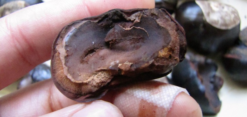 Chestnuts: A Story of Failure