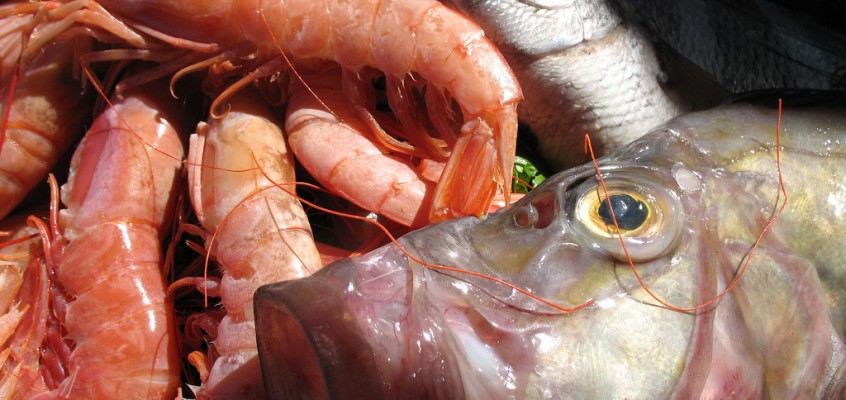Eating Out in Essaouira, and the Road to the Sahara