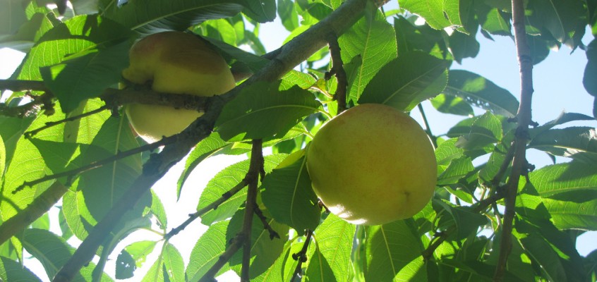 Decide Your Pie! Vote Your Favorite Recipe in Just Food’s Let Us Eat Local Contest